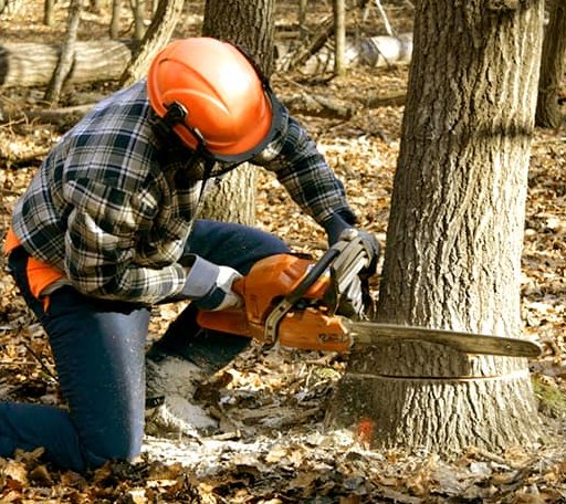 Tree Removal in Timberville, VA